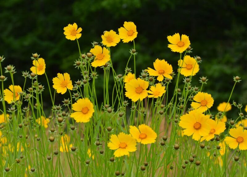 May flowers